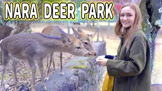 The Most Polite Deer I've Ever Met! | Bowing Deer in Nara, Japan |「奈良鹿公園」