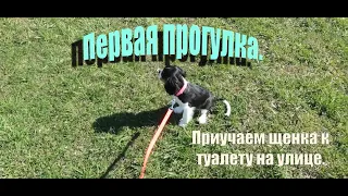 Первая прогулка. Приучаем щенка к туалету на улице.