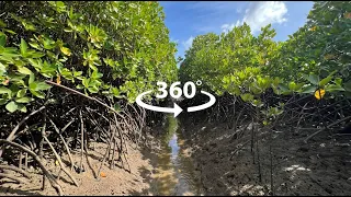 Mangrove Blue Carbon Project 360 Video Tour | Climate Impact Partners