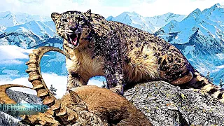 ИРБИС - Снежный Леопард, очень редкий Властелин гор! Барс в деле!