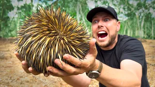 SPIKED by an Echidna!