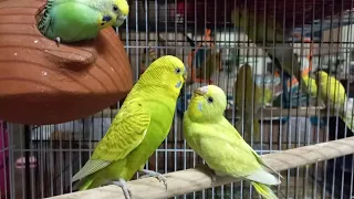 1 Month Old Baby Budgie Crying For Food | Fed by Father 😍