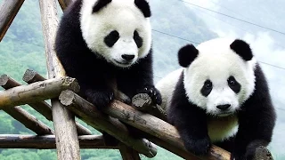 OMG!! So Cute! Baby Panda Playing