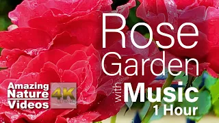 Rose Garden - Beautiful Relaxing Music for Stress Relief - Meditation Music, Sleep Music