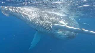 Humpback whales   4K