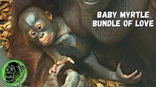 Unconditional Motherly Love For Baby Orangutan #heartwarming