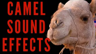 CAMEL SOUND EFFECTS - What Kind Of Noise Do Camels Make