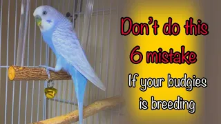 Don’t do this 6 mistake || if your budgies is breeding || budgies breeding ||