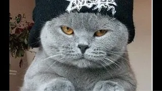 Thug Cats - Part 2 - Funniest Thug Cat compilation! 🐱