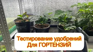 Тестирование УДОБРЕНИЙ для ГОРТЕНЗИЙ 🙋‍♀️