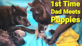 1st Time Dad Meets His Puppies - New Lycan Shepherd Litter