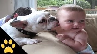 Cute Dogs And Adorable Babies 3: Compilation