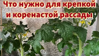 Нужно ли подкармливать рассаду? ЧЕМ, КОГДА И КАК? Залог той самой "крепкой и коренастой"