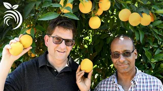 Citrus Tree Care - Fertilizing Citrus Trees and Other Questions Answered by Dr. Ashraf El-Kereamy