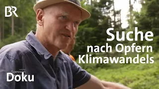 Klimawandel: Ein Pflänzchen, das immer seltener wird | Zwischen Spessart und Karwendel | BR