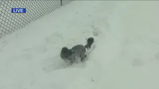 Randy And Cash Are Having Fun With The Snow In Hammond
