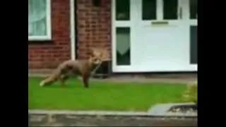 AWESOME & AMAZING animals, dog saves cat from a fox!