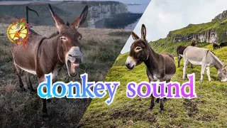 donkey sound