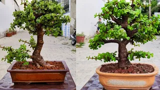 Do you Know Jade is Best Bonsai for beginners. Watch how I made Bonsai from cutting in two years