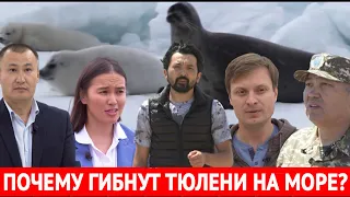 Почему гибнут тюлени на море? «Отдел журналистских расследований»