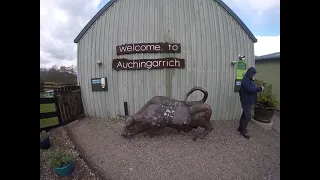 The White Peacock welcomes guests to Auchingarrich Wildlife Park