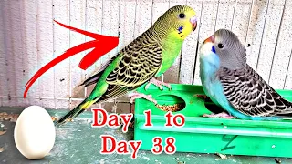 BUDGIE GROWTH STAGES | day by day |Growing up baby budgie