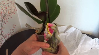 ФАЛЕНОПСИС СИНГОЛО (Phalaenopsis Singolo).