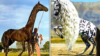 15 Most Expensive Horses That Will Blow Your Mind