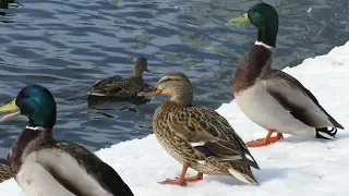 Дикие утки в центре города, Wild ducks in the city center