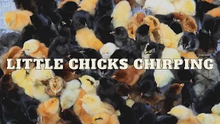 Chicken Chicks Sounds - Little Chicks Chirping For 4 Hours 30 Minutes