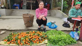 Coriander Harvest & Small Tangerine | Gardening, Grow Vegetable | Lý Thị Ca