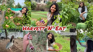 Vegetable harvesting in Chennai | Organic farm Chennai| vegetable picking in Chennai @sneghaa_