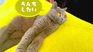 便秘気味の猫さんにお腹マッサージをしてブチ切れられた件