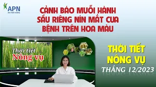 APN - THỜI TIẾT NÔNG VỤ THÁNG 12.2023 | CẢNH BÁO MUỖI HÀNH - SẦU RIÊNG NÍN MẮT CUA - BỆNH HOA MÀU