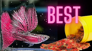 Best Guppy Flake Food - Raising Beautiful & Healthy Guppies