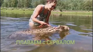 СЕРВАЛ НЫРЯЕТ в ванной|ПЛАВАЕМ с СЕРВАЛОМ|Как потрогать ВОДУ?