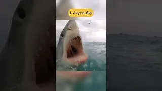 Найагресивніша акула, акула-людожер, #цікавіфакти #shark #man-eating