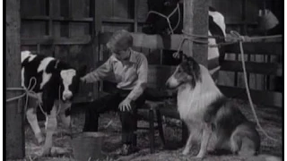 Lassie - Episode #289 - "Lassie and the Calf" - Season 8 Ep.34  - 05/13/1962