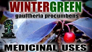 Wintergreen: A MINTY FRESH BLOOD TONIC (Gaultheria procumbens) Identification and Medicinal Uses
