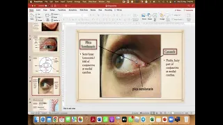 Conjunctiva; anatomy & infections