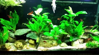 Planted Tank With High Nitrates? Here's Why.