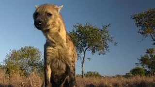 Hyenas Know Who's Single... Through Scent
