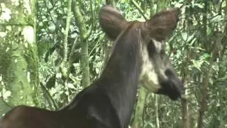 Okapi Walking in the Forest