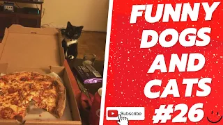 Funny Animal Videos 2022  Best Dogs And Cats Videos 😺😍 # 26