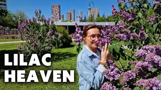 I Went to a Russian Lilac Garden on International Lilac Day