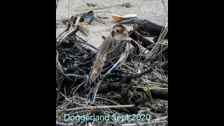 Exploring the remnants of Doggerland September 2020