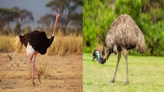 10 Most Beautiful Flightless Birds In The World | Versatile dani