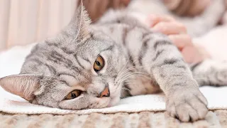 LONGEST EVER MUSIC FOR CATS - Relaxing Harp Music with Cat Purring Sounds