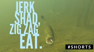 Underwater #Shorts - Jerk Shad, ZIg Zag Eat.