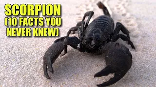 Scorpion 🦂 (10 FACTS You NEVER KNEW)